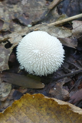 Lycoperdon curtisii