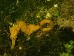 Hippocampus reidi
