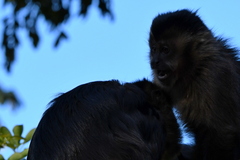 Sapajus nigritus