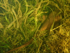 Ginglymostoma cirratum
