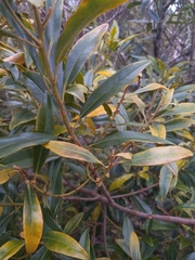 Sideroxylon salicifolium