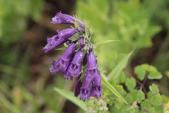 Penstemon whippleanus