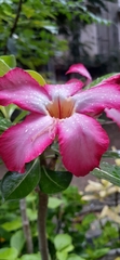 Adenium
