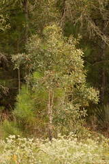 Quercus incana