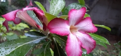 Adenium
