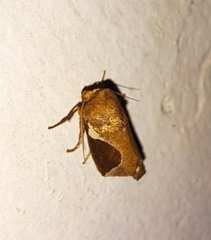 Prolimacodes badia