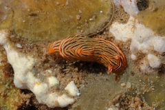 Chromodoris