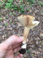 Lactarius fuliginosus