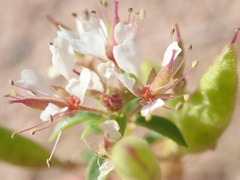 Polanisia dodecandra trachysperma