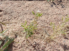 Polanisia dodecandra trachysperma