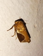 Prolimacodes badia