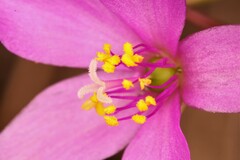 Phemeranthus rugospermus