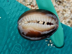 Monetaria caputserpentis