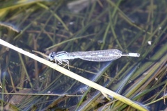 Enallagma carunculatum