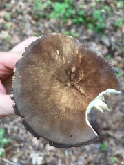 Lactarius fuliginosus