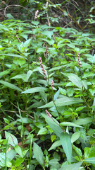 Persicaria longiseta