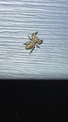 Platycryptus undatus