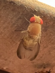 Ormia