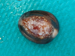 Monetaria caputserpentis