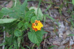 Lantana urticoides