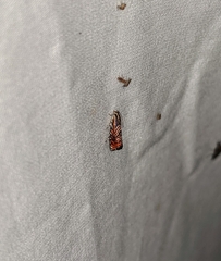 Thaumatographa jonesi