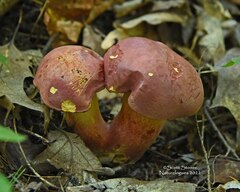 Baorangia