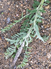 Astragalus galegiformis