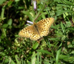 Speyeria coronis