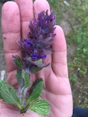 Ajuga orientalis