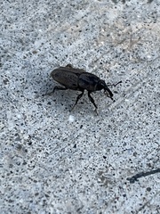 Sphenophorus venatus