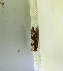 Epinotia trigonella