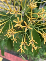 Tarenna fragrans