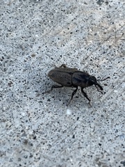 Sphenophorus venatus