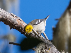 Setophaga occidentalis