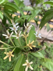 Tarenna fragrans