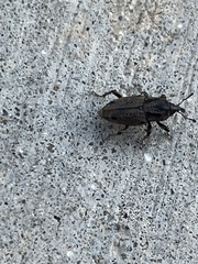 Sphenophorus venatus