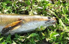 Channa aurolineata