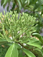 Tarenna fragrans