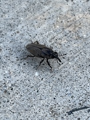 Sphenophorus venatus