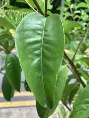 Tarenna fragrans