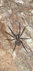 Gladicosa pulchra