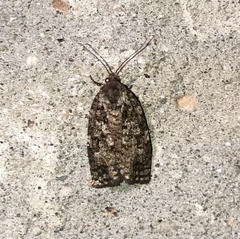 Choristoneura fumiferana