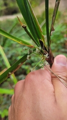Scirpus microcarpus