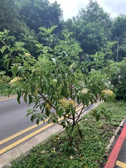 Tarenna fragrans