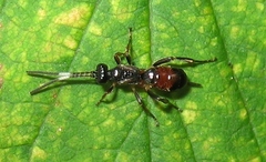 Pleolophus indistinctus