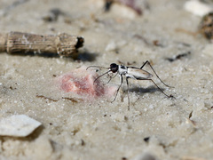 Habroscelimorpha dorsalis saulcyi