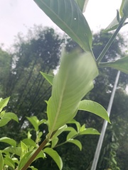 Tarenna fragrans