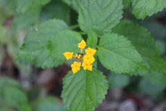 Lantana urticoides