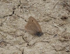 Hyponephele lupinus