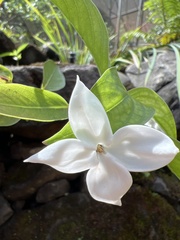 Kadua fluviatilis
